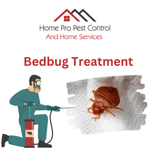 local wasp removal experts